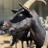 Capra Nera Verzasca 200g