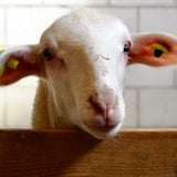 Pilgerschaf 200g