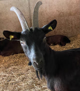 Capra Nera Verzasca 200g