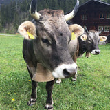 Rätisches Grauvieh 200g
